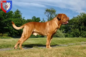 Mehr über den Artikel erfahren Bordeauxdogge Züchter und Welpen in Pays de la Loire