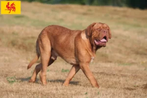 Mehr über den Artikel erfahren Bordeauxdogge Züchter und Welpen in Wallonische Region