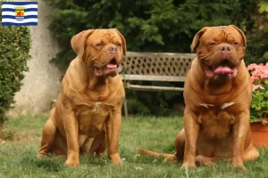 Mehr über den Artikel erfahren Bordeauxdogge Züchter und Welpen in Zeeland