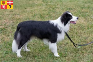 Mehr über den Artikel erfahren Border Collie Züchter und Welpen in Auvergne-Rhône-Alpes