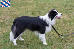 Mehr über den Artikel erfahren Border Collie Züchter und Welpen in Friesland