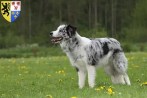 Mehr über den Artikel erfahren Border Collie Züchter und Welpen in Hauts-de-France