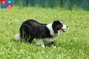 Mehr über den Artikel erfahren Border Collie Züchter und Welpen in Karlsbad