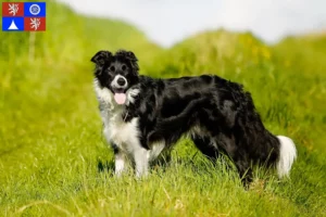 Mehr über den Artikel erfahren Border Collie Züchter und Welpen in Liberec