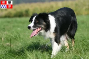 Mehr über den Artikel erfahren Border Collie Züchter und Welpen in Mittelböhmen