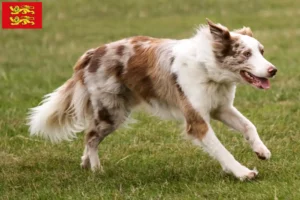 Mehr über den Artikel erfahren Border Collie Züchter und Welpen in der Normandie