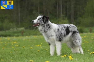 Mehr über den Artikel erfahren Border Collie Züchter und Welpen in Olmütz