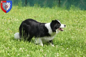 Mehr über den Artikel erfahren Border Collie Züchter und Welpen in Pays de la Loire