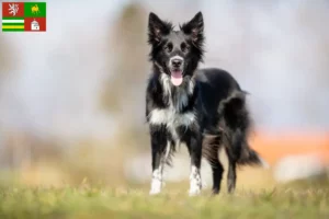 Mehr über den Artikel erfahren Border Collie Züchter und Welpen in Pilsen