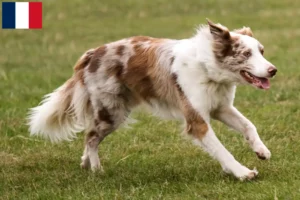 Mehr über den Artikel erfahren Border Collie Züchter und Welpen auf Réunion