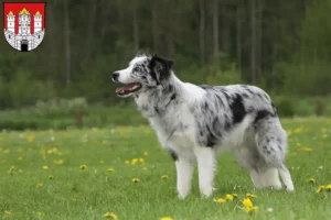 Mehr über den Artikel erfahren Border Collie Züchter und Welpen in Salzburg