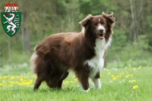 Mehr über den Artikel erfahren Border Collie Züchter und Welpen in der Steiermark