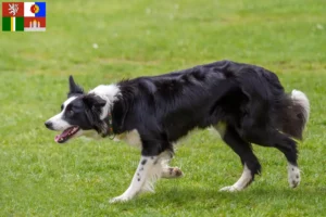 Mehr über den Artikel erfahren Border Collie Züchter und Welpen in Südböhmen