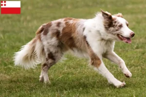 Mehr über den Artikel erfahren Border Collie Züchter und Welpen in Utrecht