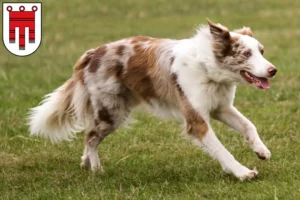 Mehr über den Artikel erfahren Border Collie Züchter und Welpen in Vorarlberg