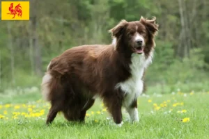 Mehr über den Artikel erfahren Border Collie Züchter und Welpen in Wallonische Region