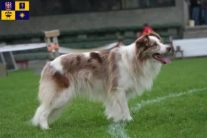 Mehr über den Artikel erfahren Border Collie Züchter und Welpen in Zlín