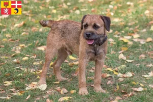 Mehr über den Artikel erfahren Border Terrier Züchter und Welpen in Auvergne-Rhône-Alpes