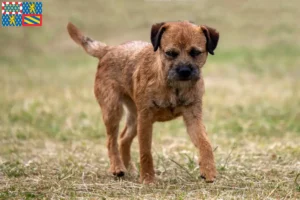 Mehr über den Artikel erfahren Border Terrier Züchter und Welpen in Bourgogne-Franche-Comté