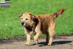 Mehr über den Artikel erfahren Border Terrier Züchter und Welpen in der Bretagne