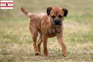 Mehr über den Artikel erfahren Border Terrier Züchter und Welpen in Drenthe