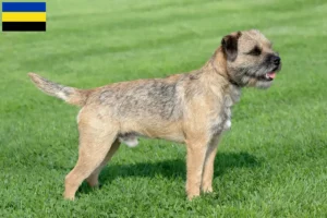 Mehr über den Artikel erfahren Border Terrier Züchter und Welpen in Gelderland