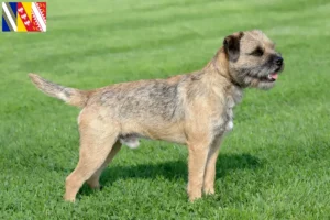 Mehr über den Artikel erfahren Border Terrier Züchter und Welpen in Grand Est