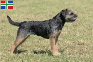 Mehr über den Artikel erfahren Border Terrier Züchter und Welpen in Groningen