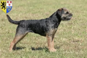 Mehr über den Artikel erfahren Border Terrier Züchter und Welpen in Hauts-de-France