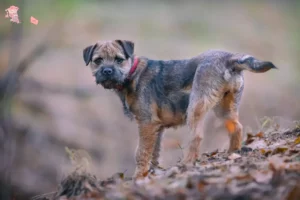 Mehr über den Artikel erfahren Border Terrier Züchter und Welpen in Hovedstaden