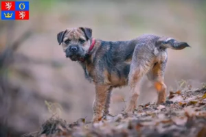 Mehr über den Artikel erfahren Border Terrier Züchter und Welpen in Hradec Králové