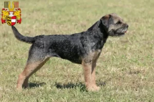 Mehr über den Artikel erfahren Border Terrier Züchter und Welpen in Kärnten