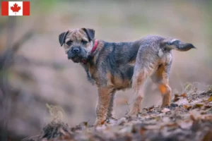 Mehr über den Artikel erfahren Border Terrier Züchter und Welpen in Kanada