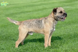 Mehr über den Artikel erfahren Border Terrier Züchter und Welpen in Midtjylland