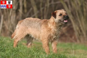 Mehr über den Artikel erfahren Border Terrier Züchter und Welpen in Mittelböhmen