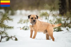 Mehr über den Artikel erfahren Border Terrier Züchter und Welpen in Nordholland