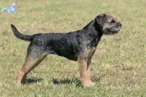 Mehr über den Artikel erfahren Border Terrier Züchter und Welpen in Nordjylland