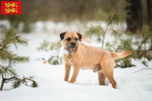 Mehr über den Artikel erfahren Border Terrier Züchter und Welpen in der Normandie