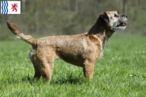 Mehr über den Artikel erfahren Border Terrier Züchter und Welpen in Nouvelle-Aquitaine