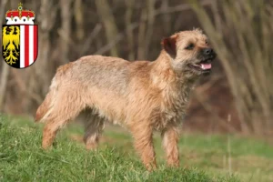 Mehr über den Artikel erfahren Border Terrier Züchter und Welpen in Oberösterreich