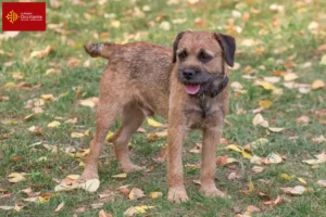 Mehr über den Artikel erfahren Border Terrier Züchter und Welpen in Okzitanien