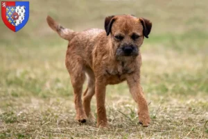 Mehr über den Artikel erfahren Border Terrier Züchter und Welpen in Pays de la Loire