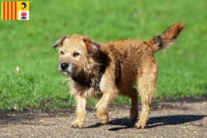 Mehr über den Artikel erfahren Border Terrier Züchter und Welpen in der Provence-Alpes-Côte d’Azur