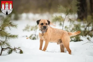 Mehr über den Artikel erfahren Border Terrier Züchter und Welpen in Salzburg