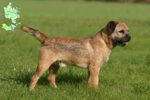 Mehr über den Artikel erfahren Border Terrier Züchter und Welpen in Sjælland