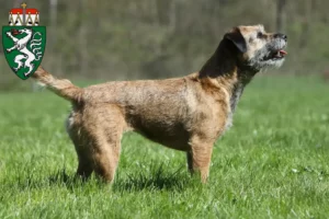 Mehr über den Artikel erfahren Border Terrier Züchter und Welpen in der Steiermark