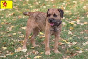 Mehr über den Artikel erfahren Border Terrier Züchter und Welpen in Südholland