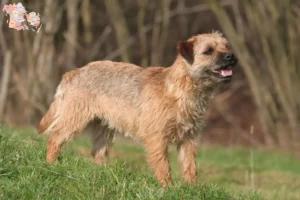 Mehr über den Artikel erfahren Border Terrier Züchter und Welpen in Syddanmark