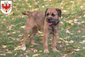 Mehr über den Artikel erfahren Border Terrier Züchter und Welpen in Tirol