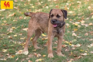 Mehr über den Artikel erfahren Border Terrier Züchter und Welpen in Wallonische Region